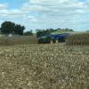 Corn Harvest